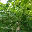 연우농원 이미지