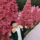 향기나무한의원 | 포천 산타마을 방문 핑크모래 언덕 핑크뮬리 후기 포천 허브랜드 여행 코스 추천