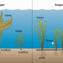 바다랑해초랑 이미지