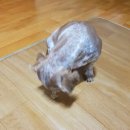 개뼈다구 이미지