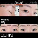 코코애견뷰티샵 | 시청역 코코네일 속눈썹연장 내돈내산, 애견가능 네일샵