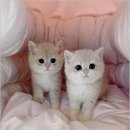 미앤멍 강아지분양 제주본점 | 먼치킨분양 알아보시는 분들은 꼭 천안고양이분양 퍼스트캣 본점에서 알아보세요
