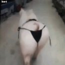 섹시한돼지 이미지