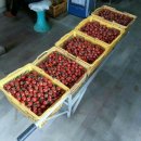 갈아 만든 리얼 100% 생방울토마토즙 맛이 진하고 자연의 맛이 난다고 반응이 좋습니다 이미지