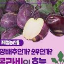 콜라비 심는거리 수확시기 효능 콜라비 먹는 법 이미지