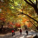 28산우회 11월 만추여행 (대전 장동산림욕장&amp;계족산 황토둘레길) 이미지
