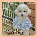 린넨 핸드메이드 의류 제작 | 핸드메이드 맞춤제작 강아지 옷🐶 이누네코2025 강아지하네스 원피스 추천