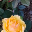 바우바우 이미지