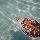 거북이네 이미지