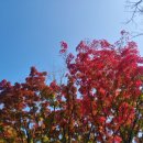 단풍나무 이미지