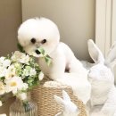 펫뷰티샵 페이보릿 이미지