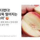 1년을 기다린 인생 복숭아! 딸바보농원 '신비복숭아' 내돈내산 솔직 리뷰 🍑
