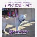 해피 펫 미 | 시각장애 강아지, 호텔에 맡겨도 될까요? — 9살 해피(멈무미)의 4박 5일