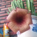 독감주사 이미지