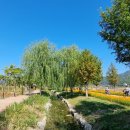 거창창포원 공공자전거 보관소 | 거창 창포원 국화 황화코스모스 이뻐용 (2인용 자전거 대여 예약 필수)