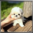 알콩달콩 애견샵 | 이천 말티푸입양 완전 성공적 후기라구요 글쎄