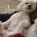 헬로펫 | [다이소입점] 강아지발세정제 고민 끝! 헬로마이펫 멍뭉 발세정제 솔직 후기