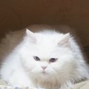 어서오삼불고기 이미지