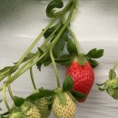 트리플농장 이미지