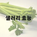 샐러리 효능 및 효과 보관법 이미지