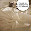 블레스커피 네이버블로그