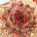 보석농장 이미지