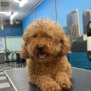 (단기)반려동물미용사(자격증) 이미지