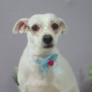 콩이 애견샵 이미지