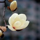 늦게 피는 꽃 이미지