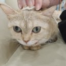 캣플헤븐 천안불당점 이미지