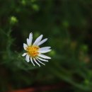 삼락강변공원 이미지