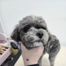 꽃보라미용실 이미지