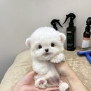 비트켄넬 이미지