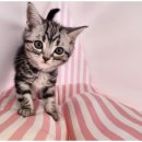 강아지와 고양이 이미지