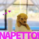 토이 켄넬 이미지