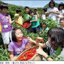 고추먹고맴맴 이미지
