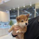 합천 일번지 켄넬 이미지