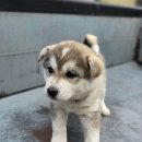 인월동물병원 이미지