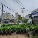 유리꽃농원