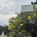 치앙마이 올드타운 마사지 추천 : ‘스포테라피’ 딥티슈 마사지