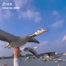물새 이미지