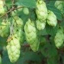 홉(HOP) 이미지