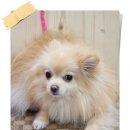 룰루 애견샵 이미지