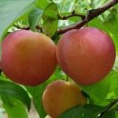 옛골가마솥삼계탕 이미지