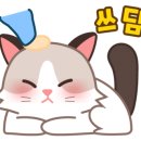 랙돌캐터리 이미지