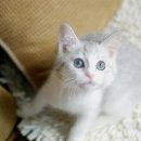 노블헤어칼라 - 광주시 | 노블헤어칼라