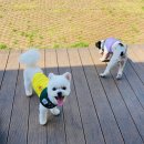 오멍가멍 애견카페&호텔 이미지