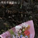 루츠투페탈스