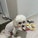 유미 펫 이미지