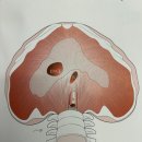 고촌교 - 김포시 | 코어운동이란? 코어의 종류와 중요성에 대한 교정피티 #풍무pt#고촌pt#향산리pt#풍무재활#고촌재활